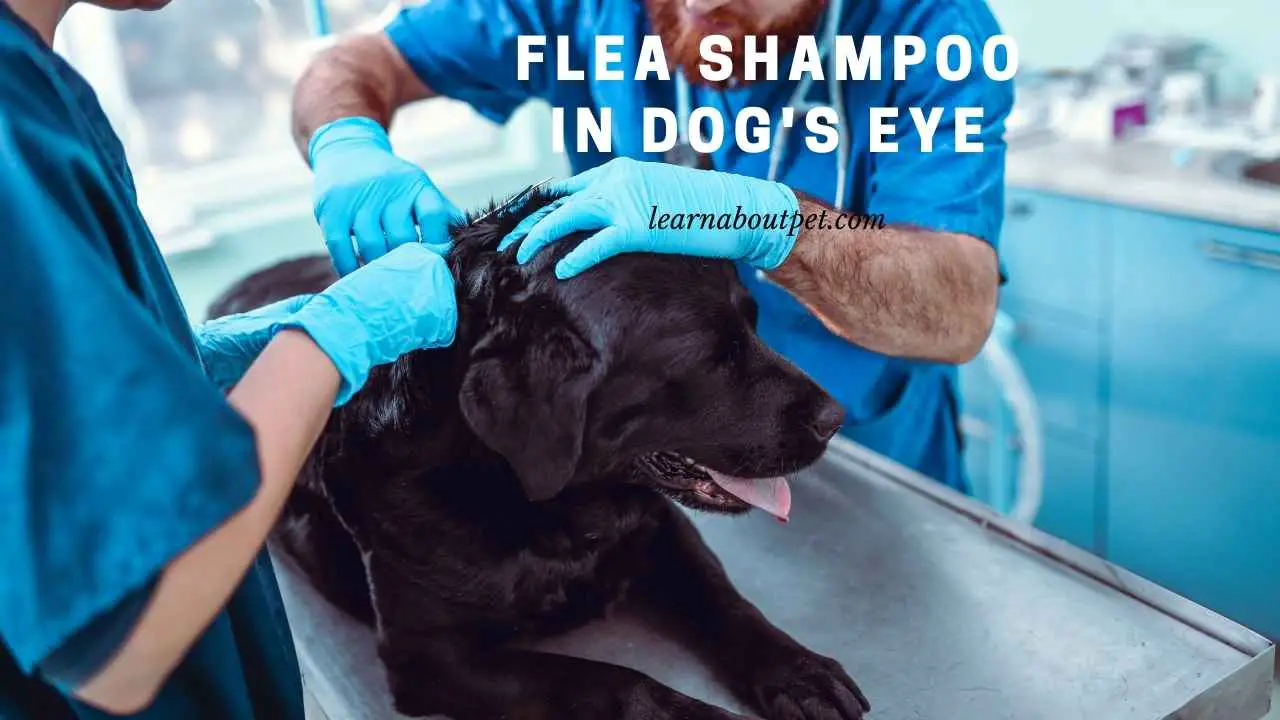 Is Flea Shampoo In Dog's Eye Safe? (9 Interesting Facts)