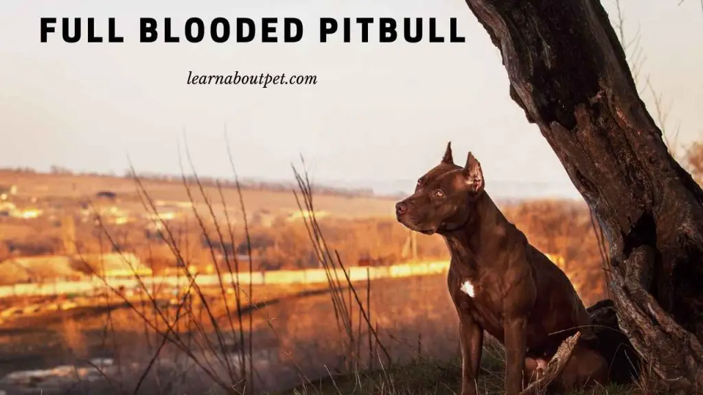 Full blooded pitbull