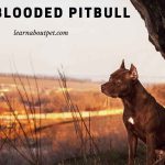Is A Full Blooded Pitbull Rare? (3 Cool Pictures)
