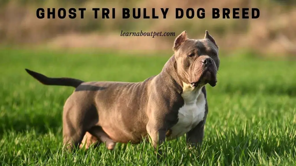 Ghost Merle Tri Bully