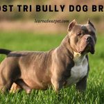 Ghost Tri Bully : Is A Ghost Merle Tri Bully Rare? 7 Cool Facts ghost tri bully