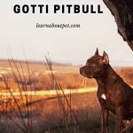 Gotti Pitbull : 9 Interesting Characteristics Of Gotti Pit Bulls