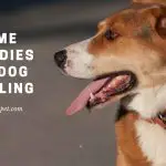 Home Remedies For Dog Drooling : (9 Important Tips)
