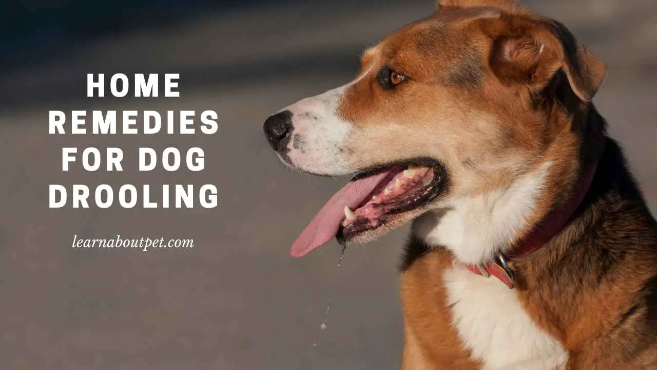 Home Remedies For Dog Drooling : (9 Important Tips) - 2024