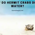 How Do Hermit Crabs Drink Water? (7 Cool Facts)