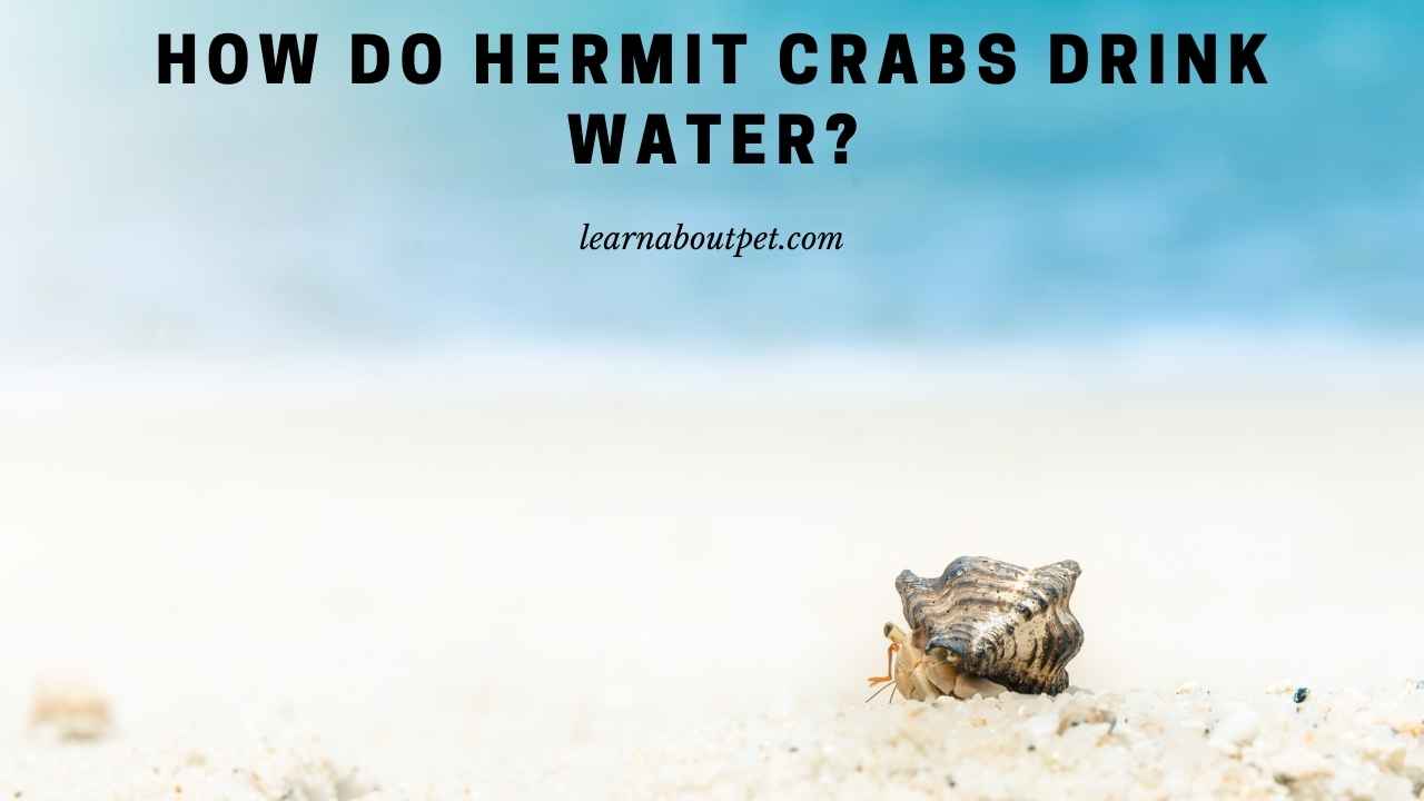 How Do Hermit Crabs Drink Water? (7 Cool Facts) 2023