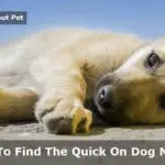 How To Find The Quick On Black Dog Nails? 7 Clear Facts