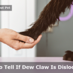 How To Tell If Dew Claw Is Dislocated? 7 Menacing Facts