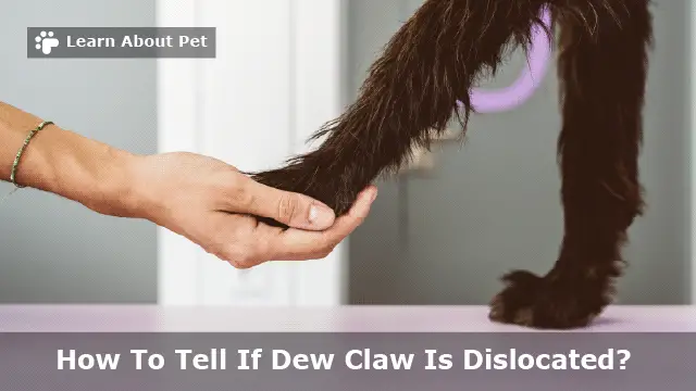 How to tell if dew claw is dislocated