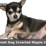 Dog Inverted Nipple Infection : 3 Clear Treatment Methods Dog Inverted Nipple Infection