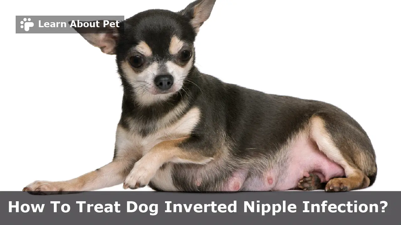 Dog Inverted Nipple Infection 3 Clear Treatment Methods