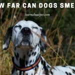 How Far Can Dogs Smell? (9 Interesting Facts) How far can dogs smell