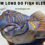 How Long Do Fish Sleep? (9 Interesting Sleep Facts)
