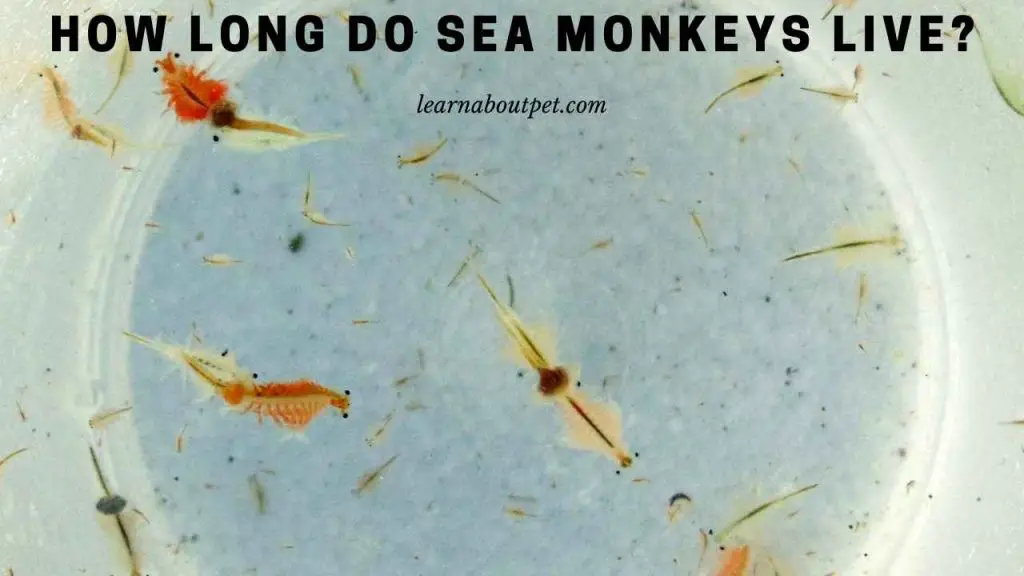 How long do sea monkeys live