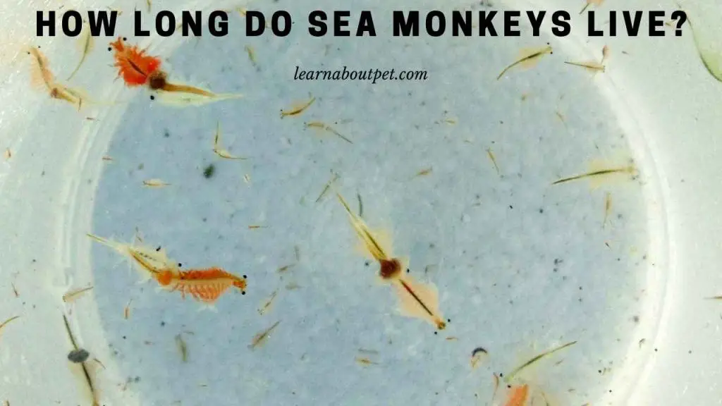 How Long Do Sea Monkeys Live? (7 Interesting Facts) - 2023