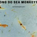 How Long Do Sea Monkeys Live? (7 Interesting Facts)