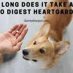 How Long Does It Take A Dog To Digest Heartgard? 7 Clear Facts