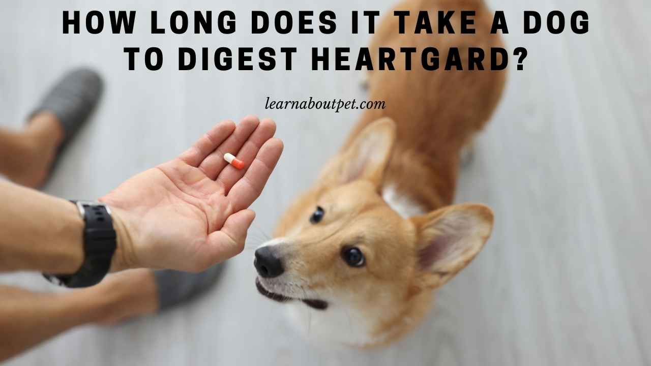 How Long Does It Take A Dog To Digest Heartgard? 7 Clear Facts - 2022