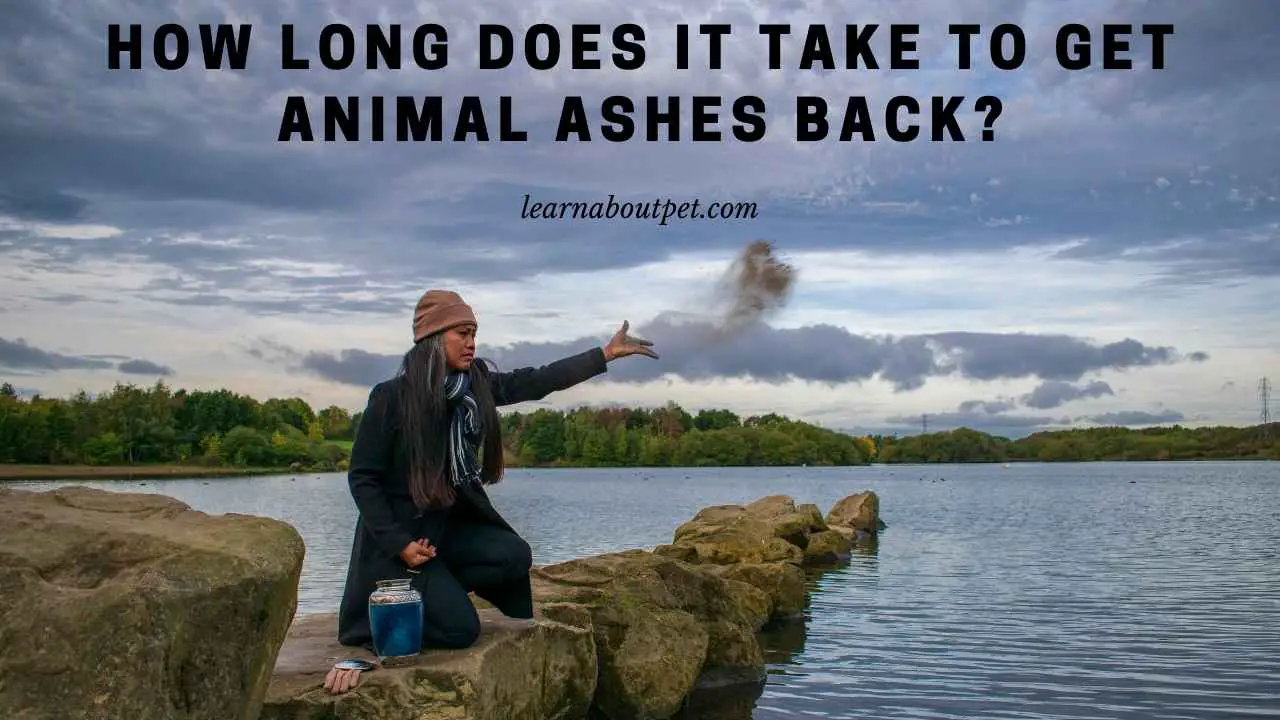 How Long Does It Take To Get Animal Ashes Back? 7 Clear Facts