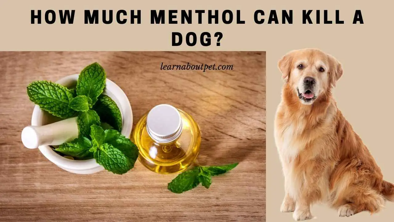 How Much Menthol Can Kill A Dog? 7 Interesting Facts - 2022