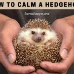 How To Calm A Hedgehog? (9 Interesting Facts)