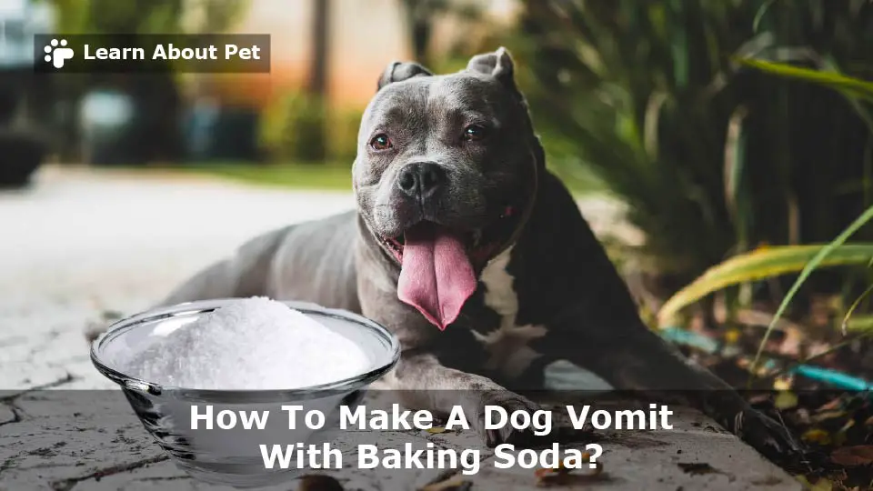 How To Make A Dog Vomit With Baking Soda? 7 Simple Steps