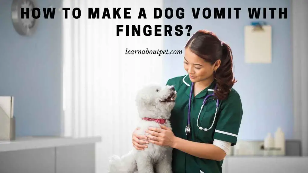 How to make a dog vomit with fingers