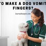 How to make a dog vomit with fingers