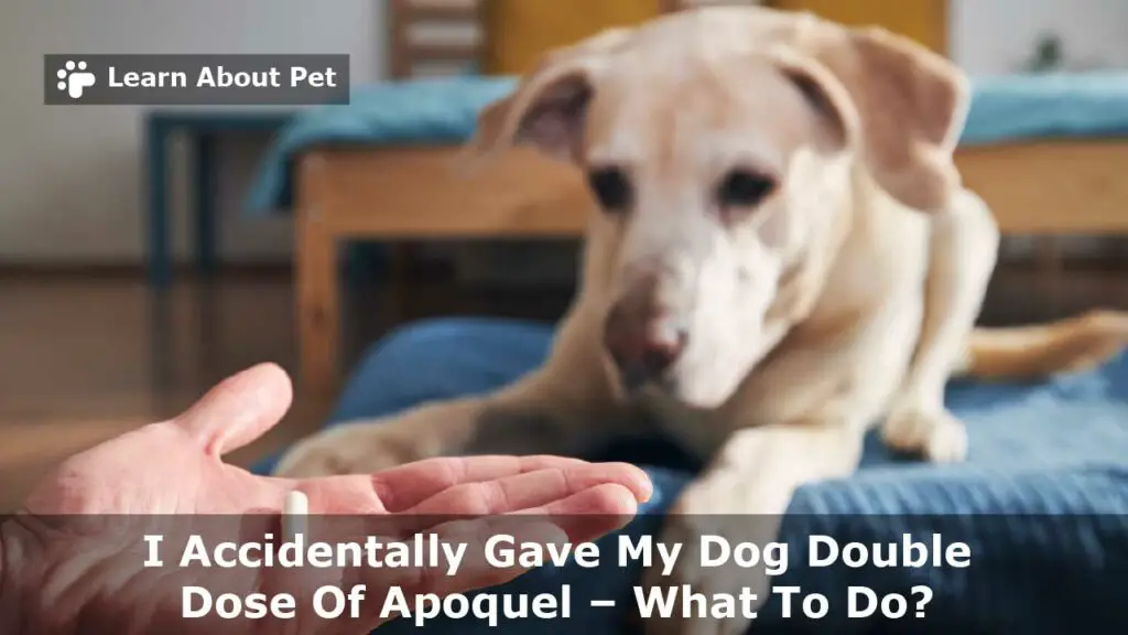 I accidentally gave my dog double dose of apoquel