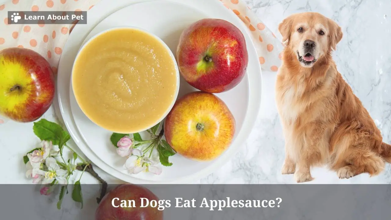 Can Dogs Eat Applesauce? (9 Cool Tips)