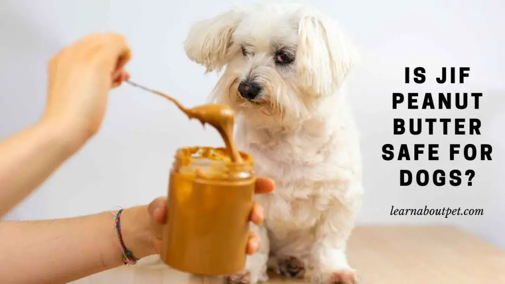Is jif peanut butter safe for dogs