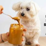 Is Jif peanut butter safe for dogs
