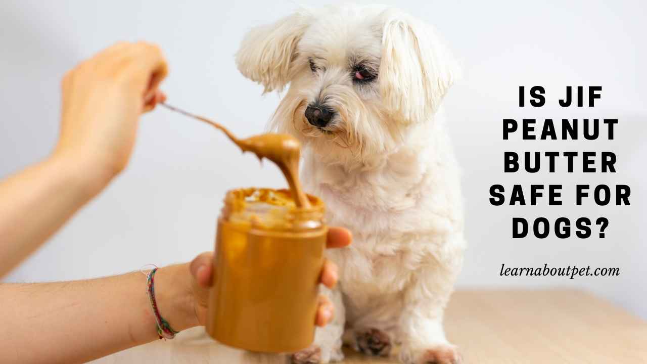is-jif-peanut-butter-safe-for-dogs-2024