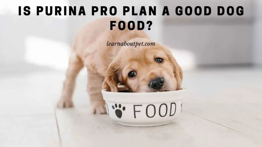 Is purina pro plan a good dog food