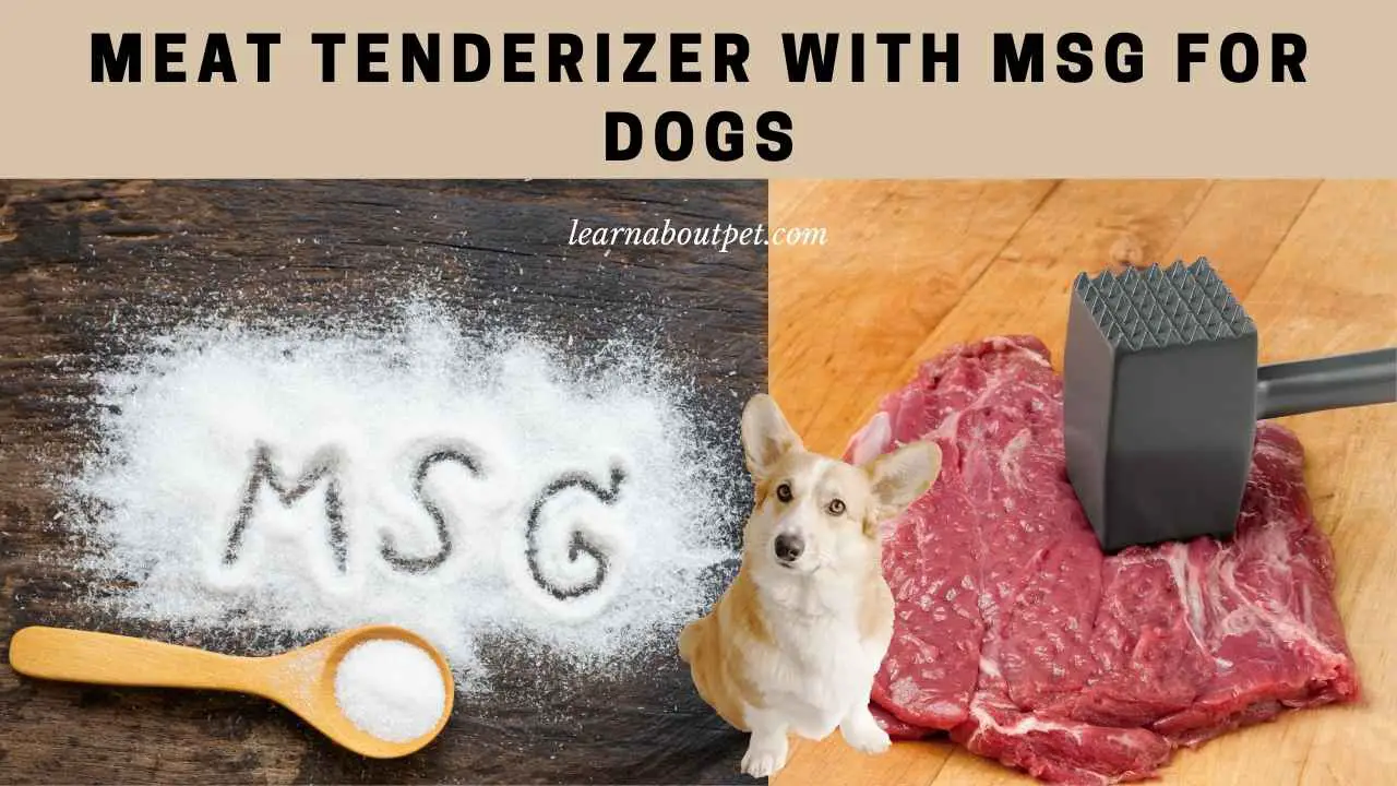Meat Tenderizer With MSG For Dogs : How Much To Add? 7 Clear Tips
