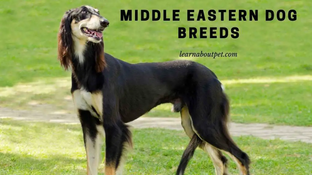 Middle Eastern Dog Breeds : Saluki, Afghan Hound - 3 Cool Pictures