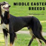 Middle Eastern Dog Breeds : Saluki, Afghan Hound - 3 Cool Pictures