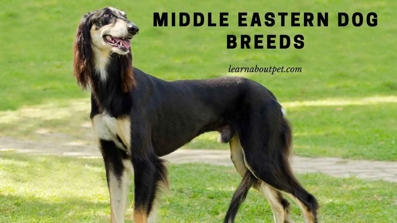 middle-eastern-dog-breeds-saluki-afghan-hound-3-cool-pictures