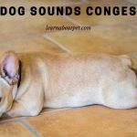 My Dog Sounds Congested : 9 Clear Next Steps To Cure