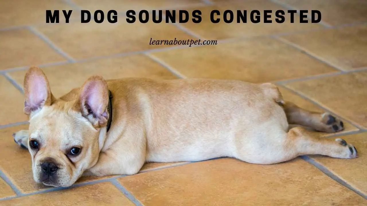 My Dog Sounds Congested 9 Clear Next Steps To Cure 2024