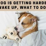 My dog is getting harder to wake up