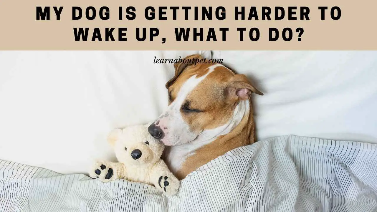 My Dog Is Getting Harder To Wake Up (7 Clear Facts) 2023