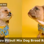 Shih Tzu Pitbull Mix : (9 Interesting PitShih Facts)