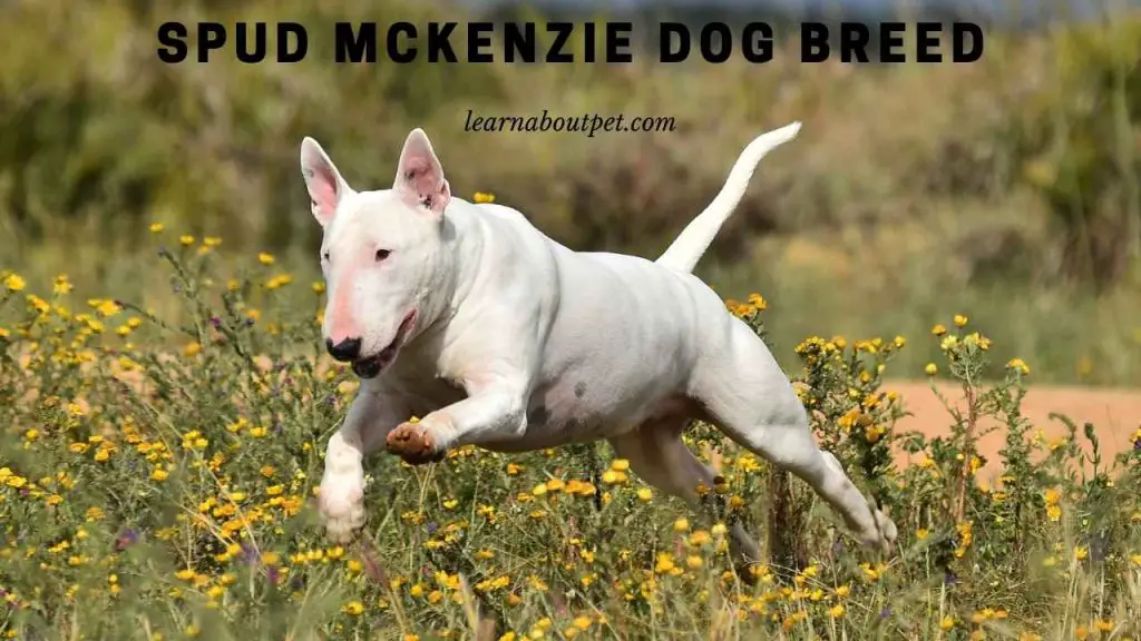Spud mckenzie dog breed