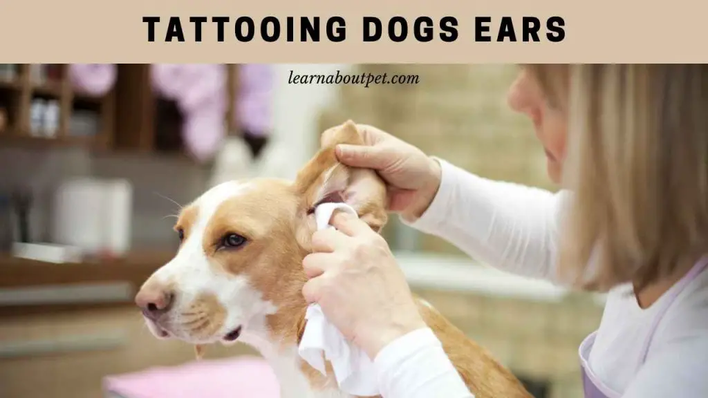 Tattooing dogs ears