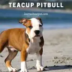 Teacup Pitbull : 9 Cool Facts On Pocket & Miniature Pitbulls