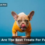 Best Treats For Furbo : (11 Best Dog Treats To Use)