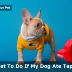 Dog Ate Tape : What Happens If My Dog Ate A Roll Of Tape? 7 Clear Facts