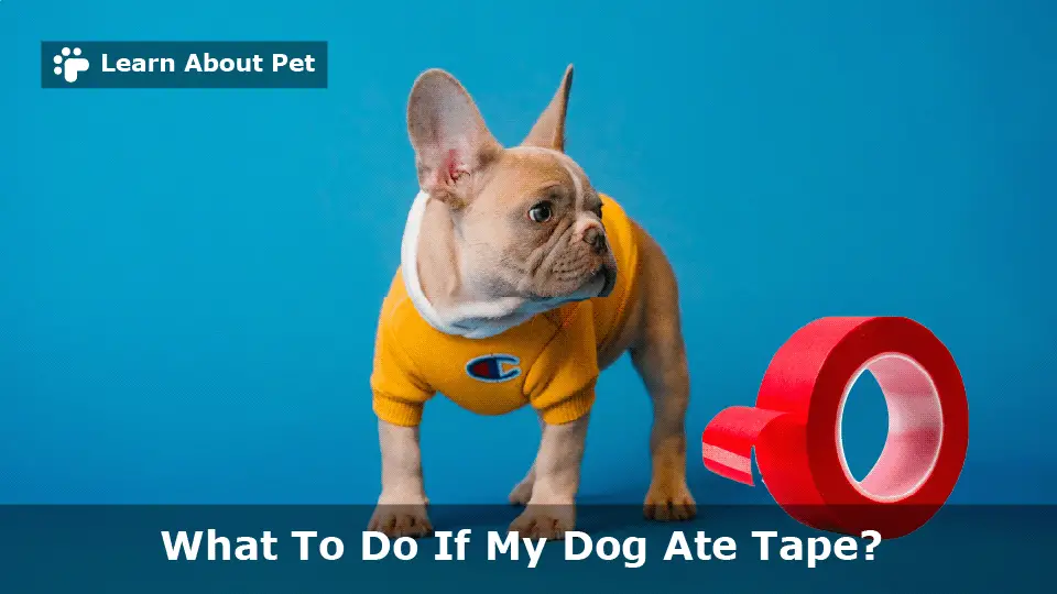 Dog ate tape