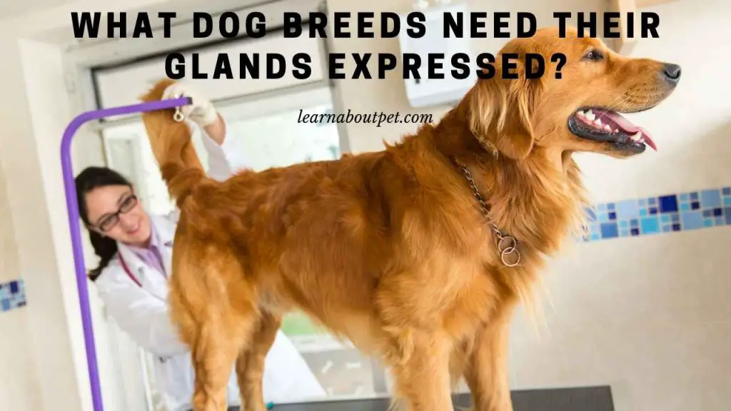What dog breeds need their glands expressed